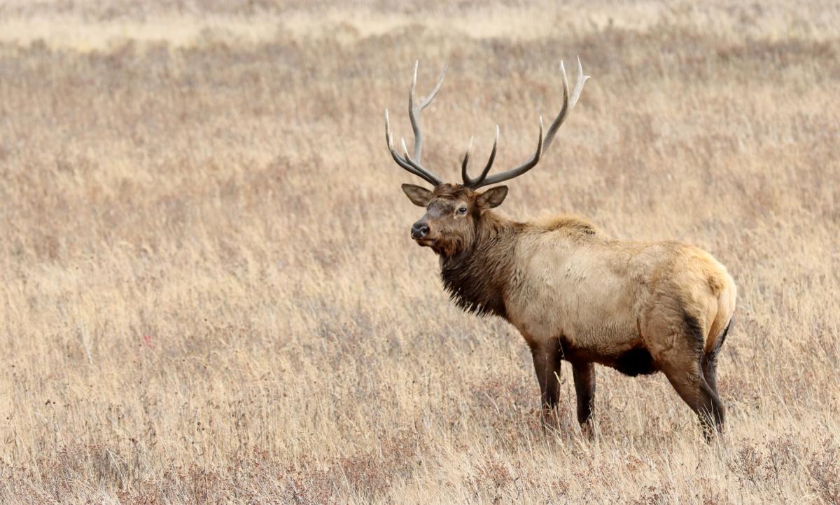 Competition entry: Rutting Elk