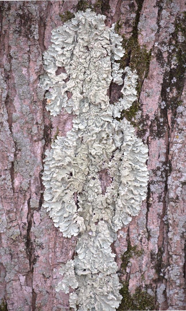 Competition entry: Liken the Lichen