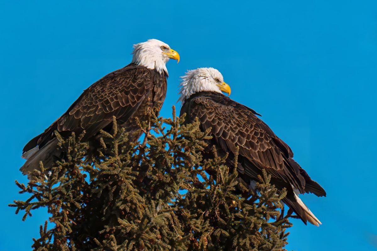 Competition entry: Majestic Pair