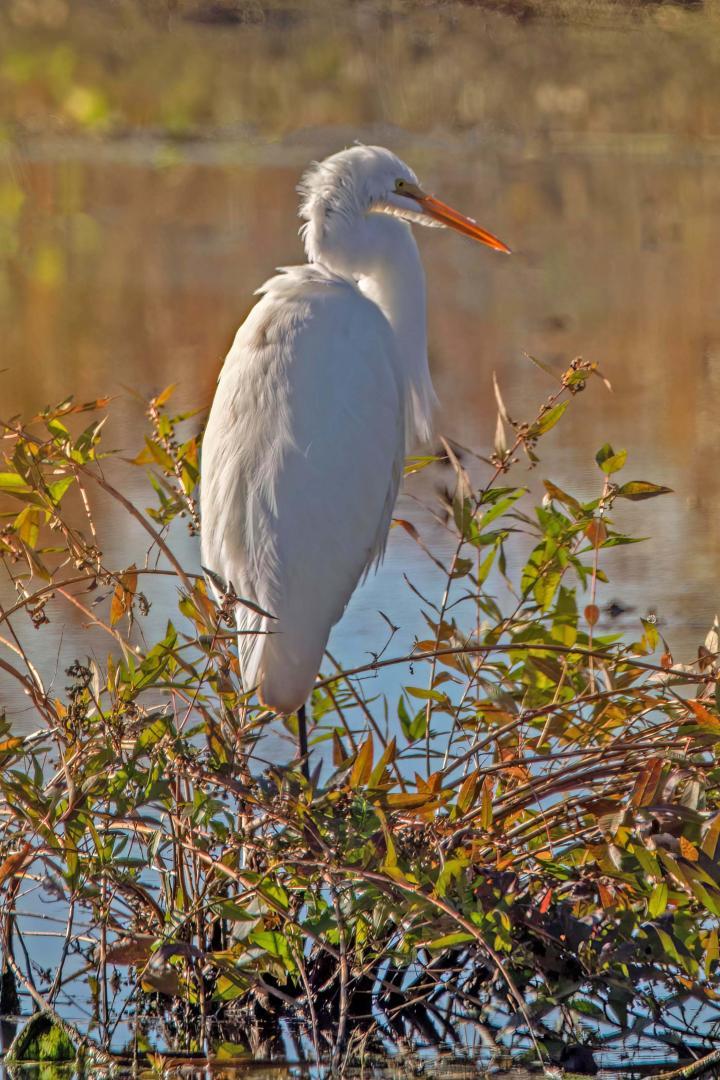 Competition entry: Sunning