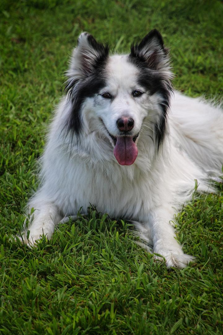 Competition entry: Hot Diggity Dog