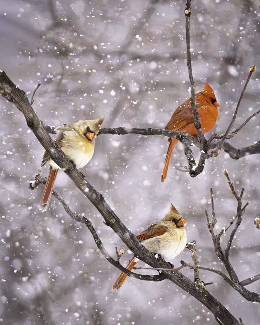 Competition entry: Love Triangle