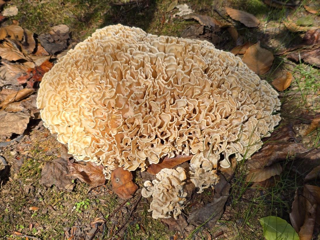 Competition entry: Cauliflower Mushroom