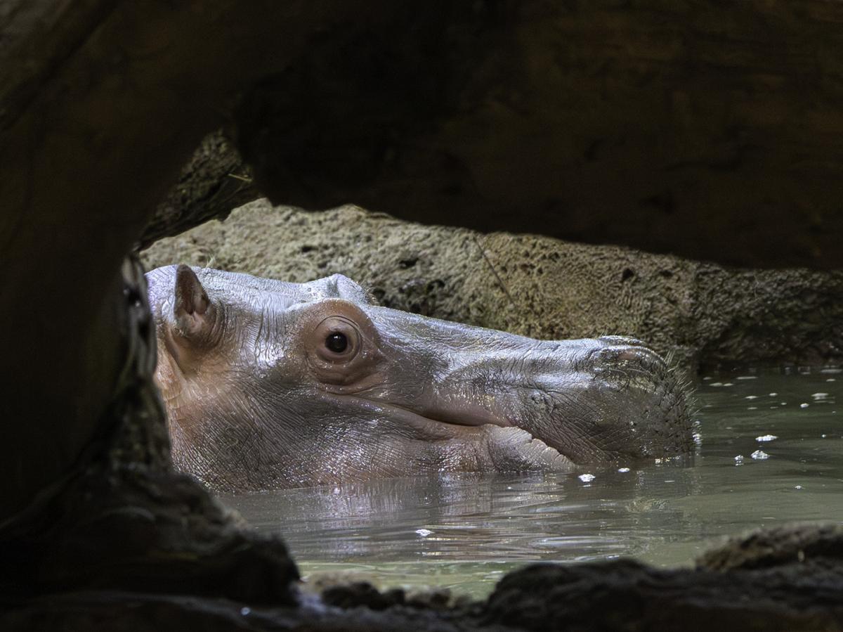 Competition entry: Hippo Spy
