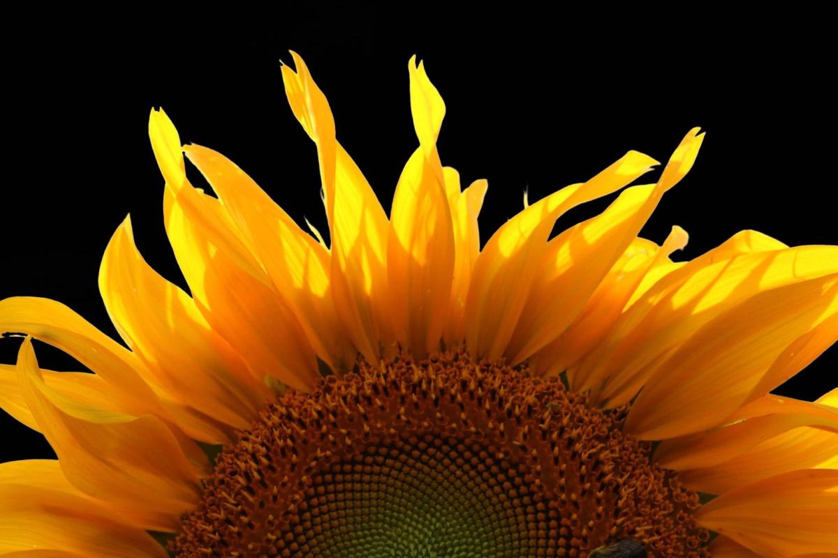 Competition entry: Sunflower Pop