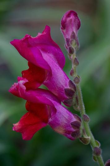 Competition entry: September Snapdragon