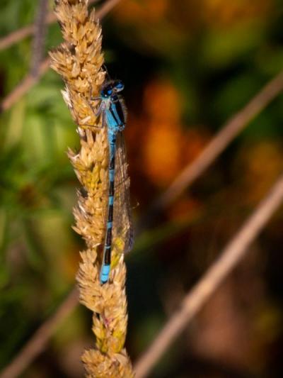 Blue damselfly on a brown plant.