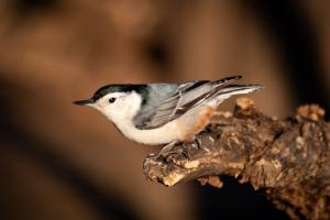 Small bird with white belly, black head, and grey wings perched on a log.