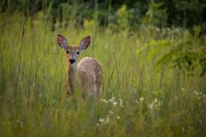 A deer faces the camera surrounded by tall grasses.