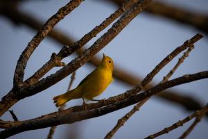 Yellow bird (warbler) in a tree looking up.