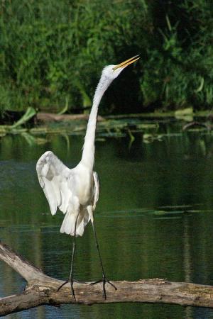 Competition entry: Great Egret