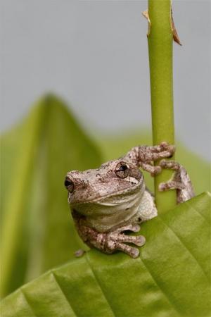 Competition entry: Portrait of a Frog