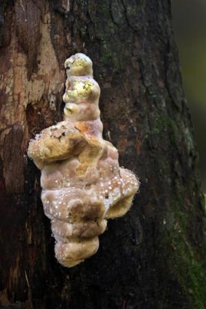 Competition entry: Tree eating mushroom