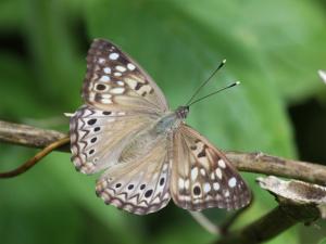 Competition entry: Hackberry Emperor Butterfly