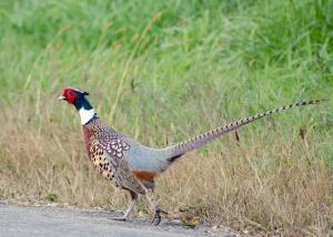 Competition entry: Ring Neck Pheasant
