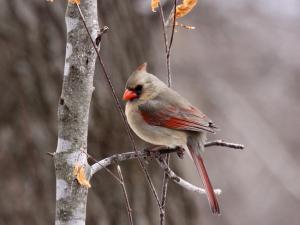 Competition entry: Female Northern Cardinal