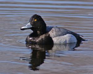 Competition entry: Lesser Scaup
