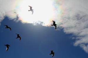 Competition entry: Gull Silhouettes