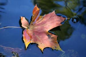 Competition entry: Leaf in Water