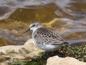 Competition entry: Semi-palmated Sandpiper