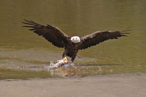 Competition entry: Bald Eagle with Fish
