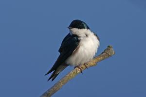 Competition entry: Tree Swallow