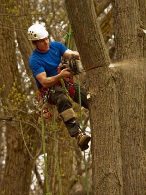 Competition entry: Tree Cutter in Action