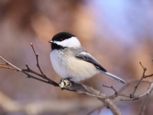 Competition entry: Black-capped Chickadee