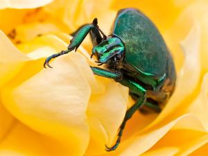 Competition entry: Green June Beetle