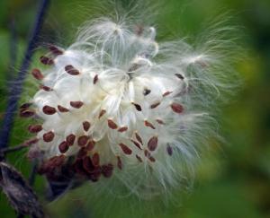 Competition entry: Silky Milkweed
