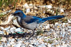 Competition entry: Scrub Jay