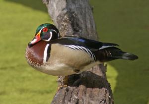 Competition entry: Wood Duck