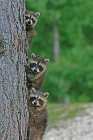 Competition entry: Baby Raccoon Triplets