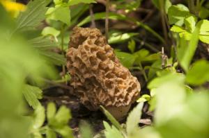 Competition entry: Morels