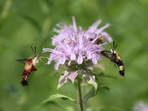 Competition entry: A Dance Around A Flower - Hummingbird and Snowberry Clearwing Moths