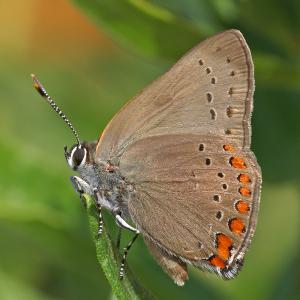 Competition entry: Coral Hairstreak