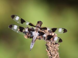 Competition entry: Twelve-Spotted Skimmer
