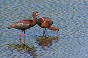 Competition entry: White-faced Ibis