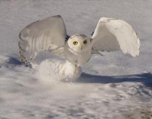 Competition entry: White in Flight