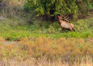 Competition entry: Elk in the Bison Reserve