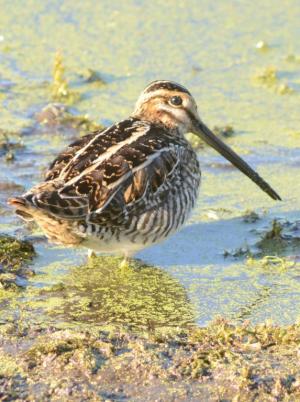 Competition entry: Great Snipe