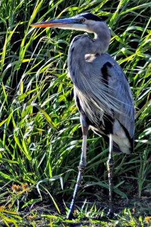 Competition entry: Heron in the Wind