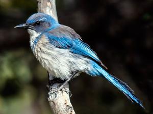 Competition entry: Infant Scrub Jay