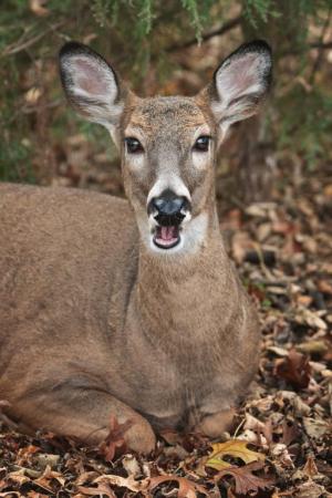 Competition entry: Oh Deer...I'm Not Ready For My Close-Up