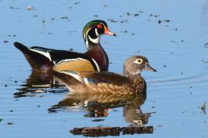 Competition entry: Wood Ducks