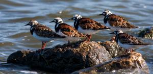 Competition entry: Ruddy Turnstone