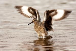 Competition entry: Willet Fly