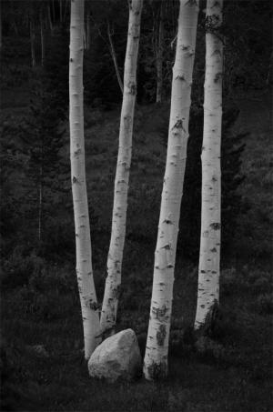 Competition entry: Beartooth Birches #2