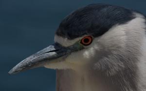 Competition entry: Portrait of a Black Crowned Night Heron