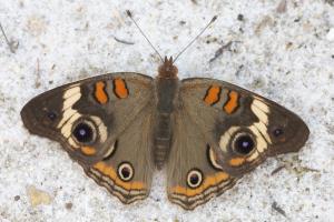 Competition entry: Common Buckeye